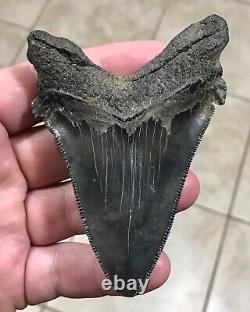 Massive Patho 3.96 x 2.83 Angustidens Megalodon Shark Tooth Fossil SEE PICS