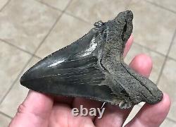 Massive Patho 3.96 x 2.83 Angustidens Megalodon Shark Tooth Fossil SEE PICS