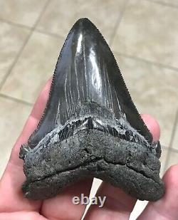 Massive Patho 3.96 x 2.83 Angustidens Megalodon Shark Tooth Fossil SEE PICS