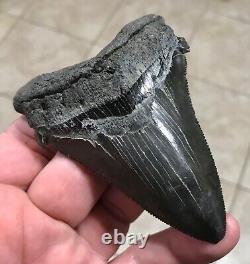 Massive Patho 3.96 x 2.83 Angustidens Megalodon Shark Tooth Fossil SEE PICS