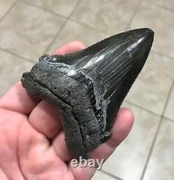 Massive Patho 3.96 x 2.83 Angustidens Megalodon Shark Tooth Fossil SEE PICS