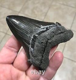 Massive Patho 3.96 x 2.83 Angustidens Megalodon Shark Tooth Fossil SEE PICS