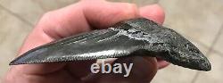 Massive Patho 3.96 x 2.83 Angustidens Megalodon Shark Tooth Fossil SEE PICS