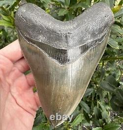 Massive Top 1% Quality 5.2 Georgia Megalodon Tooth