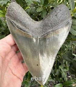 Massive Top 1% Quality 5.2 Georgia Megalodon Tooth