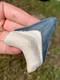 Matrix Blue 2.5 Megalodon Shark Tooth Fossil Sharks Teeth Meg Mako Gem Bv Fl