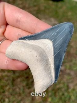 Matrix Blue 2.5 Megalodon Shark Tooth Fossil Sharks Teeth Meg Mako Gem BV FL