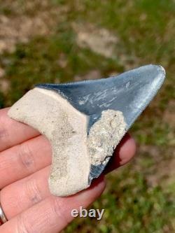 Matrix Blue 2.5 Megalodon Shark Tooth Fossil Sharks Teeth Meg Mako Gem BV FL