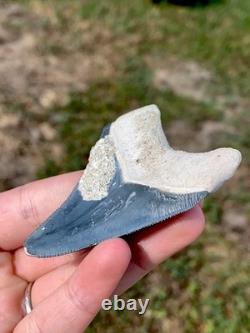 Matrix Blue 2.5 Megalodon Shark Tooth Fossil Sharks Teeth Meg Mako Gem BV FL