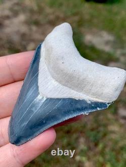 Matrix Blue 2.5 Megalodon Shark Tooth Fossil Sharks Teeth Meg Mako Gem BV FL