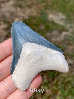 Matrix Blue 2.5 Megalodon Shark Tooth Fossil Sharks Teeth Meg Mako Gem BV FL
