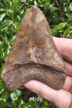 May River Chubutensis Shark Tooth Fossil South Carolina Not Megalodon