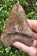 May River Chubutensis Shark Tooth Fossil South Carolina Not Megalodon