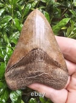 May River Chubutensis Shark Tooth Fossil South Carolina Not Megalodon