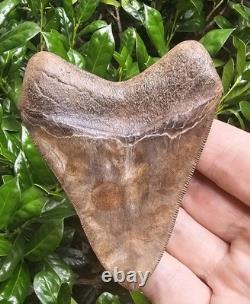 May River Chubutensis Shark Tooth Fossil South Carolina Not Megalodon