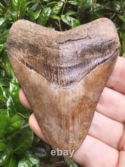 May River Chubutensis Shark Tooth Fossil South Carolina Not Megalodon