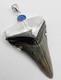 Meg Shark Tooth Pendant Megalodon Tooth With 925 Silver Cap & Australian Opal