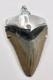Meg Shark Tooth Pendant Megalodon Tooth With 925 Silver Cap & Blue Topaz