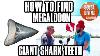 Meg Teeth Shark Teeth Fossils U0026 Direwolves Venice Fl With Capt Michael Nastasio U0026 Kenny Dyal