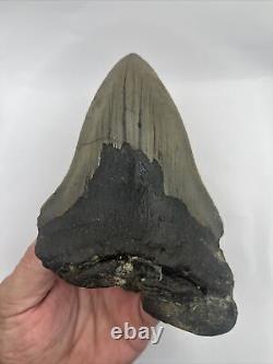 Megalodon 3/4 Shark Tooth Fossil 100% Authentic Giant At 5.46
