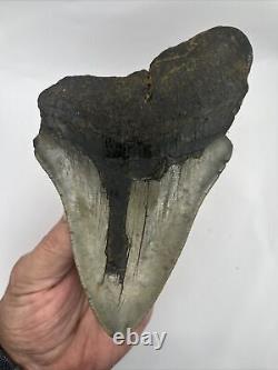 Megalodon 3/4 Shark Tooth Fossil 100% Authentic Giant At 5.46