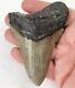 Megalodon 3.90 Shark Tooth Fossil Atlantic Coast, Sc Otodus Megalodon