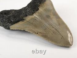 Megalodon 3.90 Shark Tooth Fossil Atlantic Coast, SC Otodus megalodon