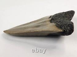 Megalodon 3.90 Shark Tooth Fossil Atlantic Coast, SC Otodus megalodon