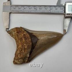Megalodon 4.06 Tooth Fossil Shark Indonesia Near-Perfect Serrations