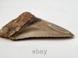 Megalodon 4.06 Tooth Fossil Shark Indonesia Near-Perfect Serrations