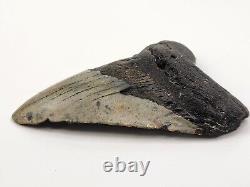 Megalodon 4.25 Tooth Otodus megalodon South Carolina