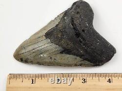 Megalodon 4.25 Tooth Otodus megalodon South Carolina