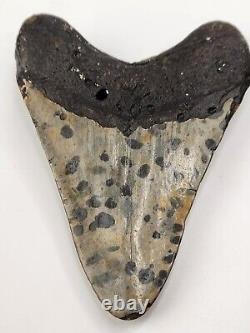 Megalodon 4.25 Tooth Otodus megalodon South Carolina Polished