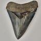 Megalodon 4.34 Shark Tooth Fossil South Carolina Otodus Megalodon