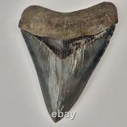 Megalodon 4.34 Shark Tooth Fossil South Carolina Otodus megalodon