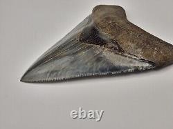 Megalodon 4.34 Shark Tooth Fossil South Carolina Otodus megalodon