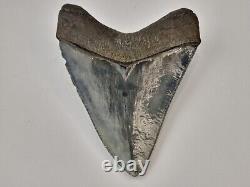 Megalodon 4.34 Shark Tooth Fossil South Carolina Otodus megalodon