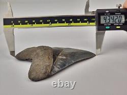 Megalodon 4.34 Shark Tooth Fossil South Carolina Otodus megalodon