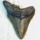 Megalodon 4.69 Fossil Shark Tooth Atlantic (offshore) United States