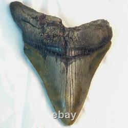 Megalodon 4.69 Fossil Shark Tooth Atlantic (Offshore) United States