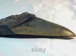 Megalodon 4.69 Fossil Shark Tooth Atlantic (Offshore) United States