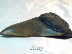 Megalodon 4.69 Fossil Shark Tooth Atlantic (Offshore) United States
