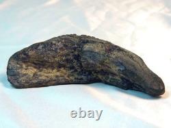 Megalodon 4.69 Fossil Shark Tooth Atlantic (Offshore) United States