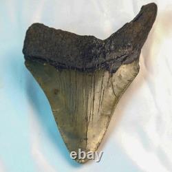Megalodon 4.69 Fossil Shark Tooth Atlantic (Offshore) United States