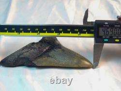Megalodon 4.69 Fossil Shark Tooth Atlantic (Offshore) United States