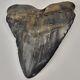 Megalodon 4.82 Shark Tooth Fossil South Carolina Otodus Megalodon