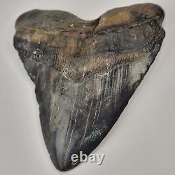 Megalodon 4.82 Shark Tooth Fossil South Carolina Otodus megalodon