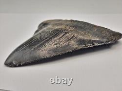 Megalodon 4.82 Shark Tooth Fossil South Carolina Otodus megalodon