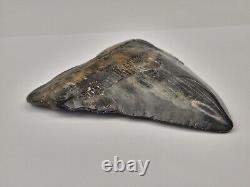 Megalodon 4.82 Shark Tooth Fossil South Carolina Otodus megalodon