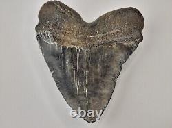 Megalodon 4.82 Shark Tooth Fossil South Carolina Otodus megalodon